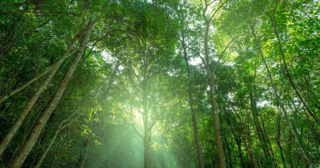 O que o mercado global de carbono está dizendo em 2026. Fonte: Canva Pro.